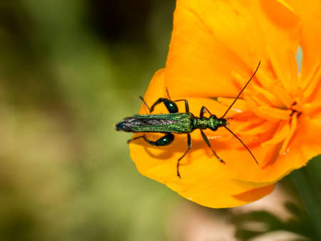 Pollen beetle, oedemera nobilis, in Escholzia flowerの写真素材