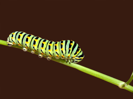 Swallowtail butterfly caterpillar macro - Papilio machaon