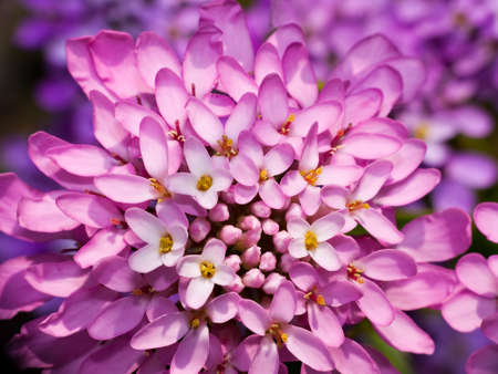 Candytuft macro - iberis umbellataの写真素材