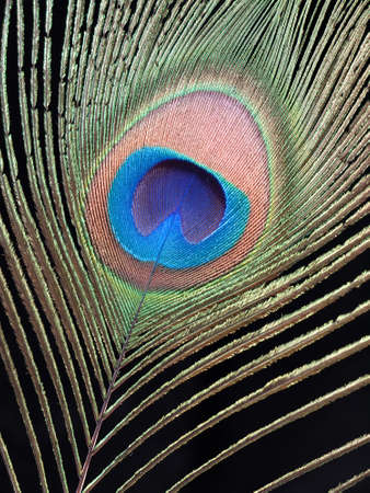 Peacock feather macro over blackの写真素材