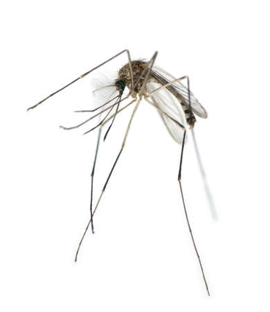 Mosquito with green eyes - macro isolatedの写真素材