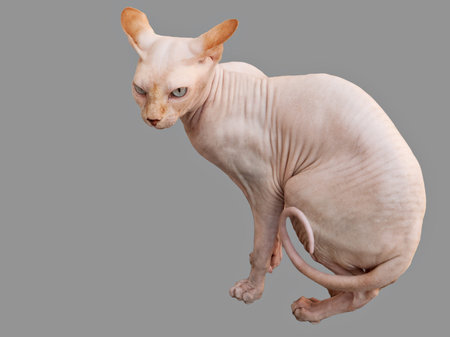 Sphinx hairless pedigree cat