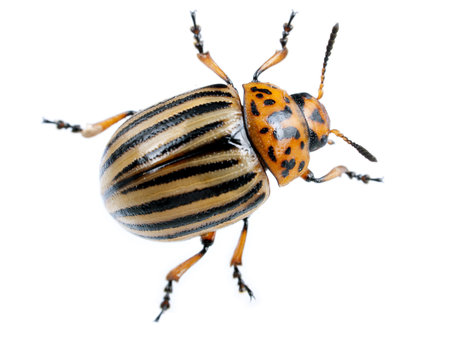 Colorado potato beetle - agriculural pest
