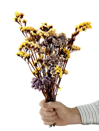 Peace offering - man with bunch of dried flowers, over whiteの写真素材