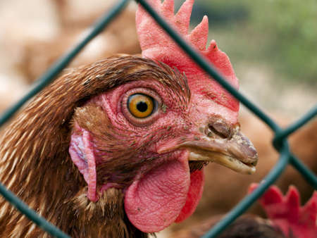 Chicken behind fence closeupの写真素材
