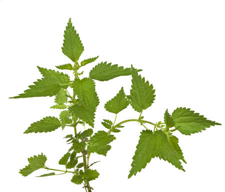 Common stinging nettle, isolated over whiteの写真素材