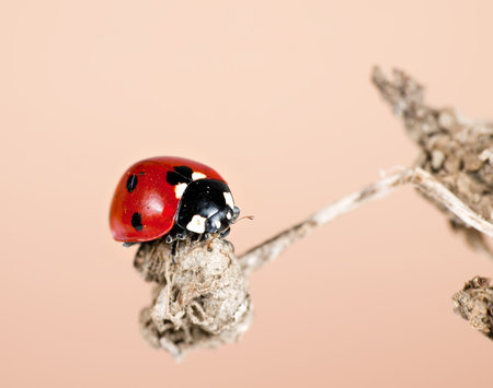 Ladfybird aka ladybug in habitat on seedhead