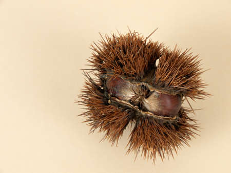 Castanea sativa - sweet chestnutの写真素材