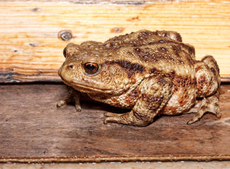 Toad - profile, against wood backgroundの写真素材