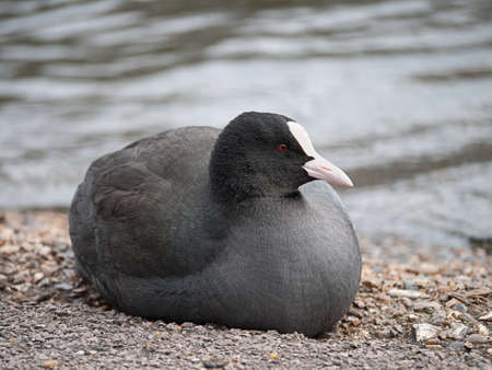 Coot - Fulica atraの写真素材