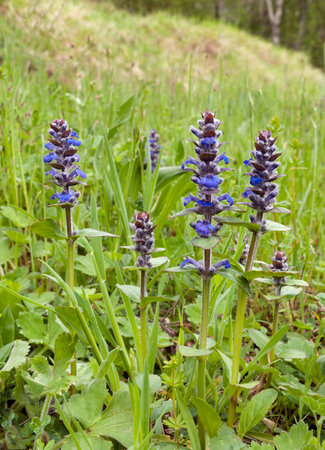 Self-heal aka Heal-all plant - Prunella 