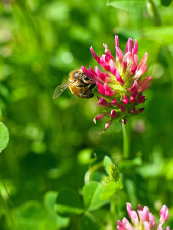 Bee in clover, nature macroの写真素材