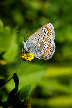 Common Blue butterfly - Polyommatus icarusの写真素材