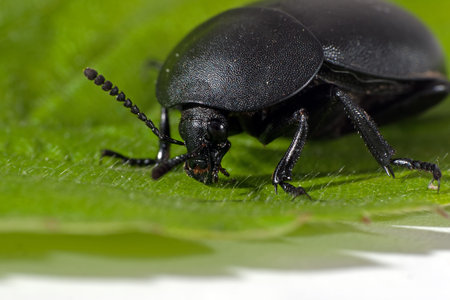 Black beetle on leaf, macro closeupの写真素材
