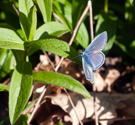 Common Blue butterfly - Polyommatus icarus