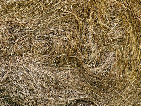 Hay - agricultural backgroundの写真素材