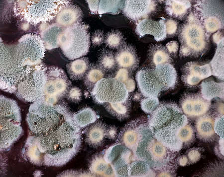 Mould aka mold on red wineの写真素材