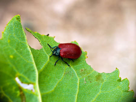 Red poplar leaf beetle - Chrysomela populiの写真素材