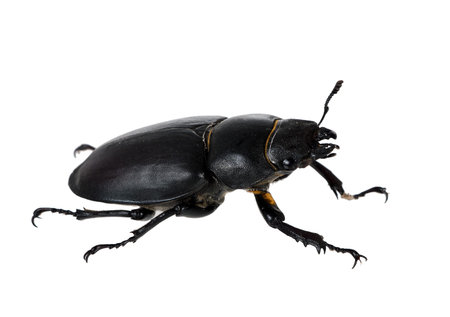 Lucanus cervus - female stag beetle macroの写真素材