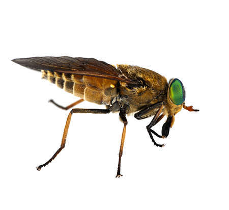 Horsefly - fly with large turqoise eyes, macroの写真素材