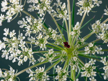 Wild carrot with unusual red centre - unique 