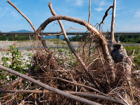 Uprooted, contorted tree roots - after the floodの写真素材