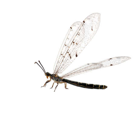 Antlion aka ant-lion lacewing, wings outspread, isolatedの写真素材