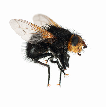 Dead bee macro, over white