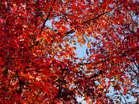 Autumn leaves against blue sky, background