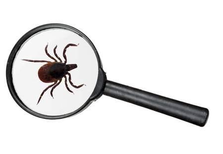 Cat   dog   deer tick insect under magnifying glass, isolatedの写真素材