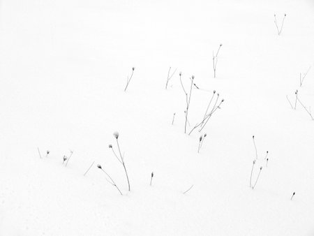 Winter nature detail - wild carrot seedheads in snow