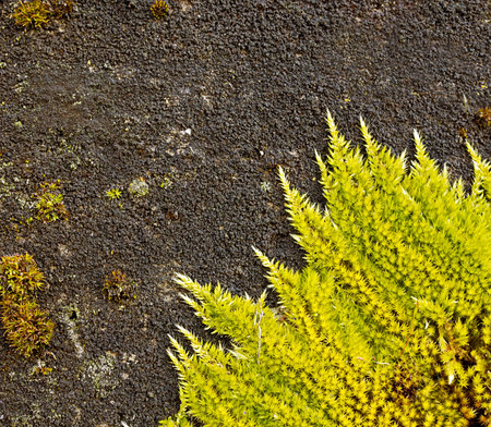 Moss on stone macro detail background