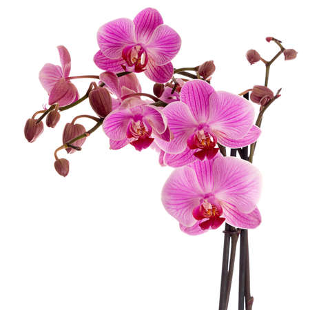 orchidの写真素材