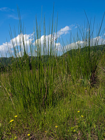 Marshland view - with typical plants