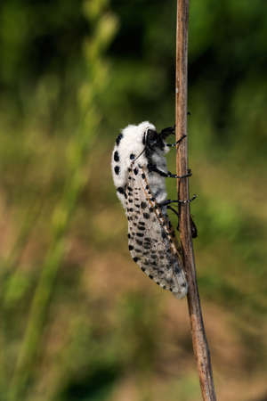European moth - Zeuzera pyrina, furry black and whiteの写真素材