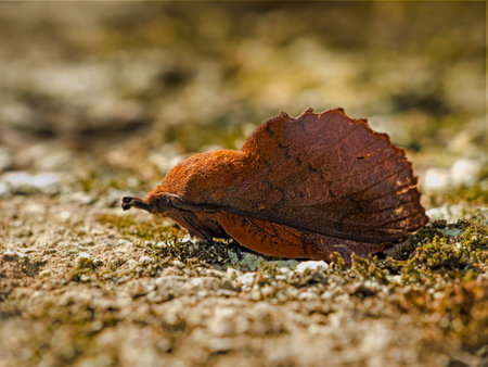 Lappet moth macroの写真素材