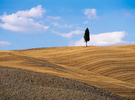 Typical Tuscan landscape, horizon with cypress treeの写真素材