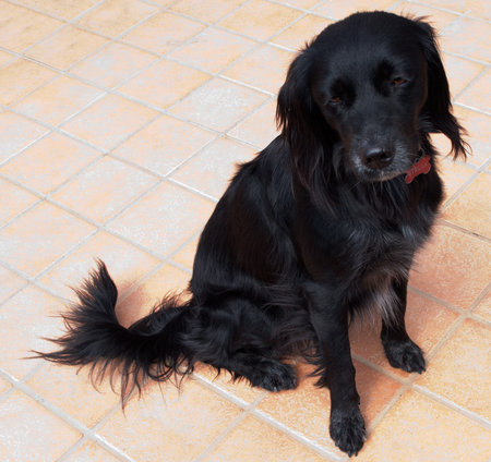 Sad black dogの写真素材