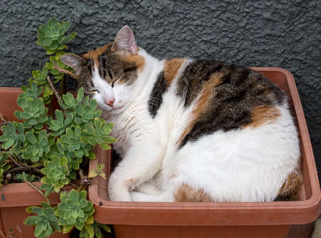 Cat sleeping in garden flower pot の写真素材