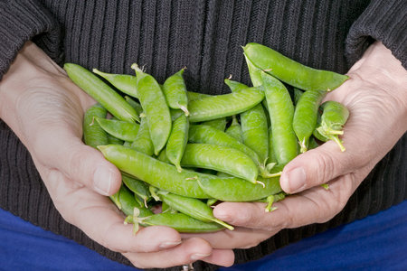 Garden produce, fresh picked peas in pods
