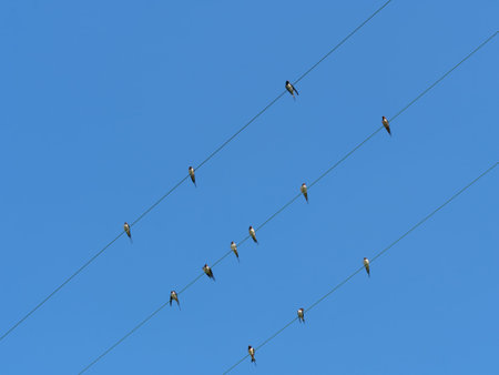 Sparrows, sitting on wire  European summer visitors 