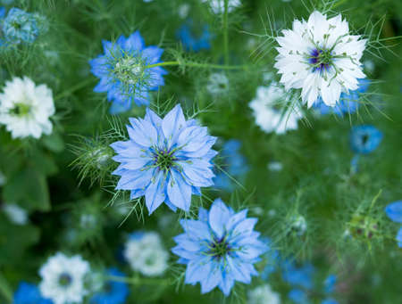 Nigella sativa aka fennel flower, nutmeg flower,black caraway, Roman coriander and black cuminの写真素材