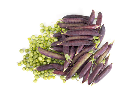 Heritage variety of purple podded pea - garden vegetable の写真素材