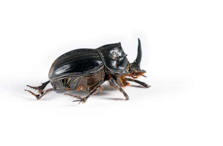 Dynastinae aka Rhinoceros, beetle macro - with horn, の写真素材