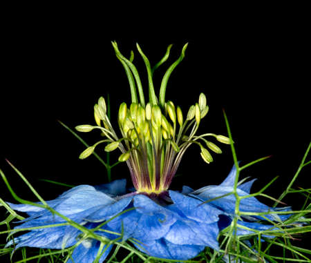 Beautiful blue nigella sativa flower by night - detail の写真素材