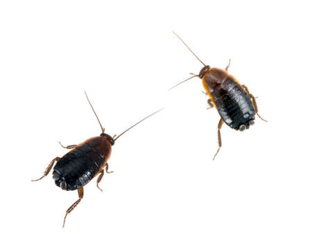 Pests  Two common black cockroaches - Blatta orientalis  On white の写真素材