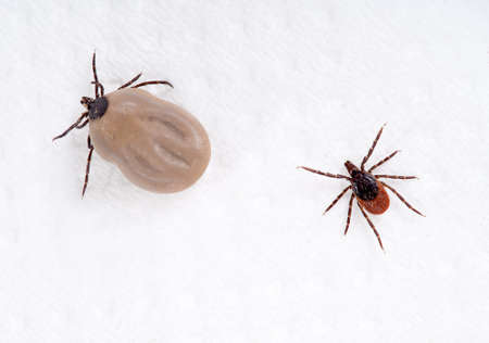Ixodes scapularis - Black legged deer tick  Common also on pets の写真素材