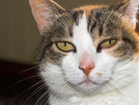 Veterinary problem  Cat with tick near eye, Ixodes scapularis の写真素材