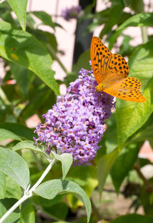 Boloria euphrosyne - pearl bordered fritillary, の写真素材