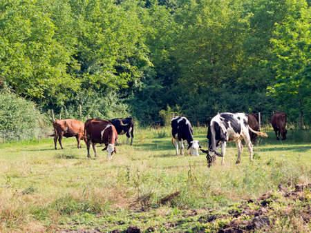 Friesian and other breeds or cows, grazing outdoors in pasture の写真素材